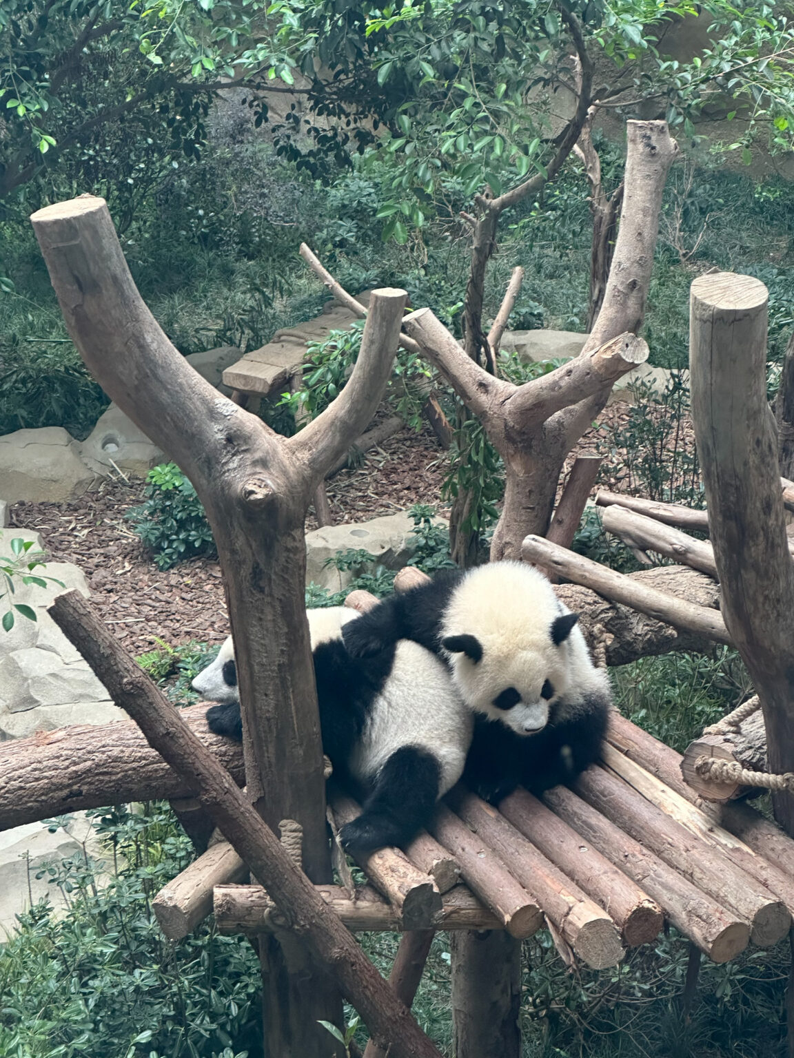 Two giant pandas resting together at Chengdu Panda Base