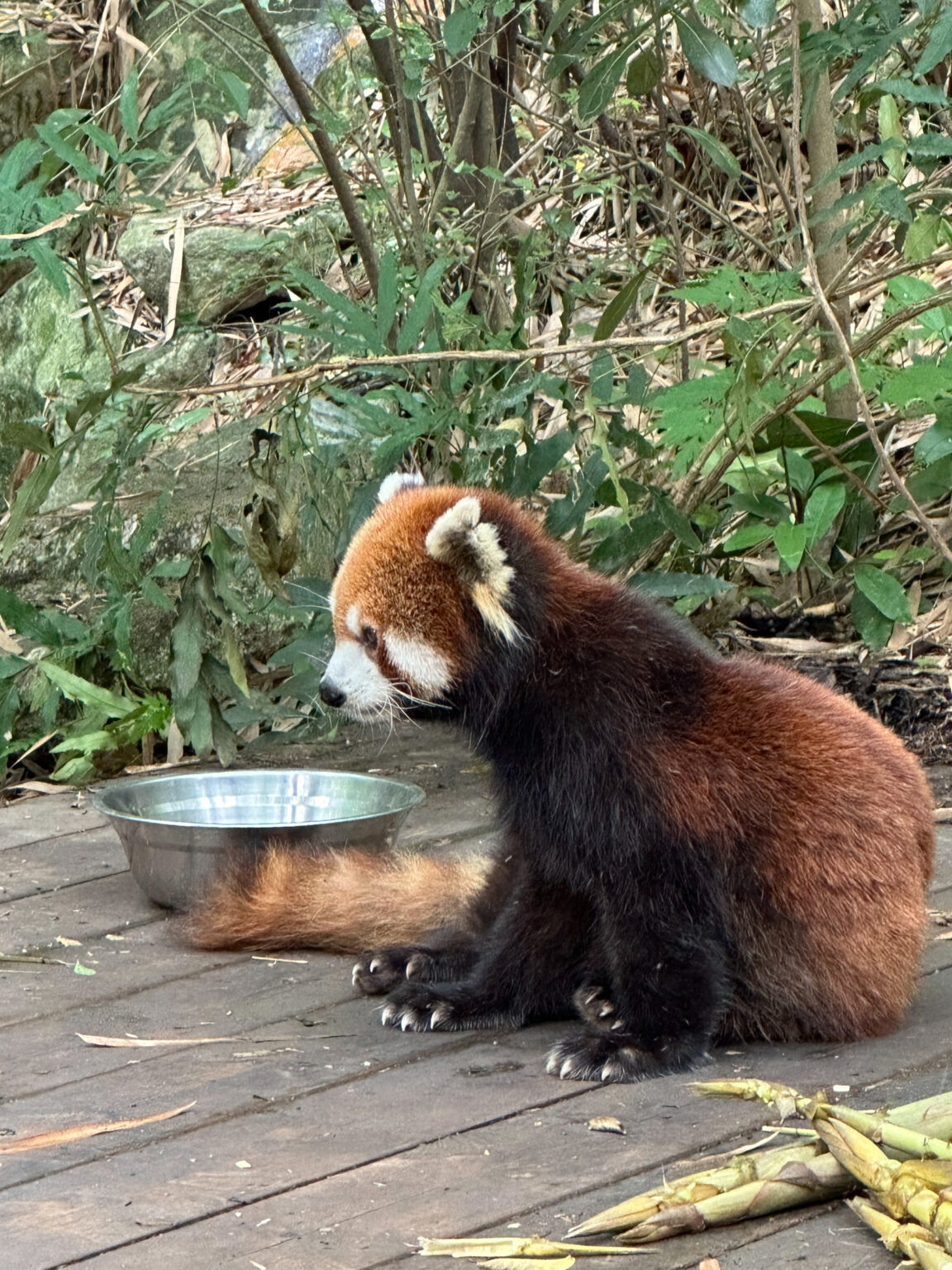 Red panda resting beside a water bowl at Chengdu Panda Base