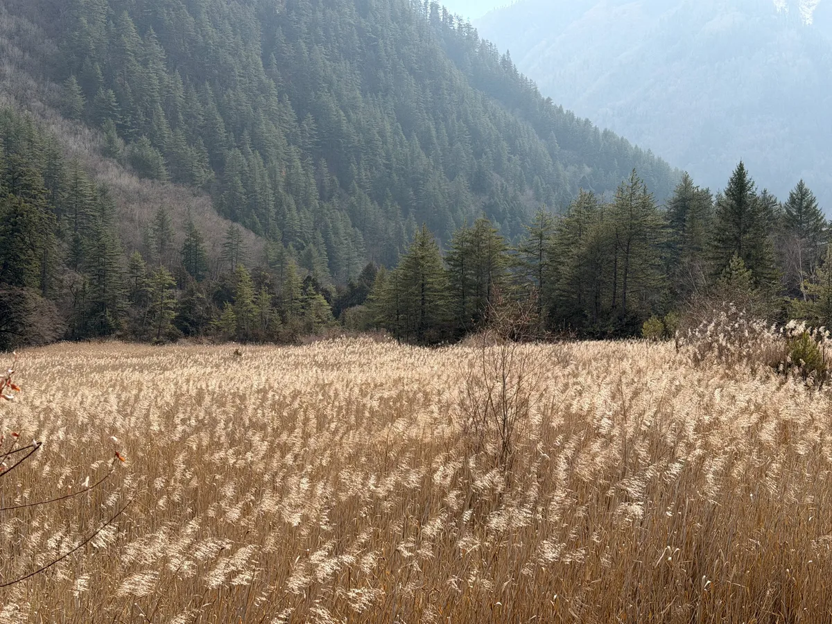 Golden reed field in Jiuzhaigou during a winter visit
