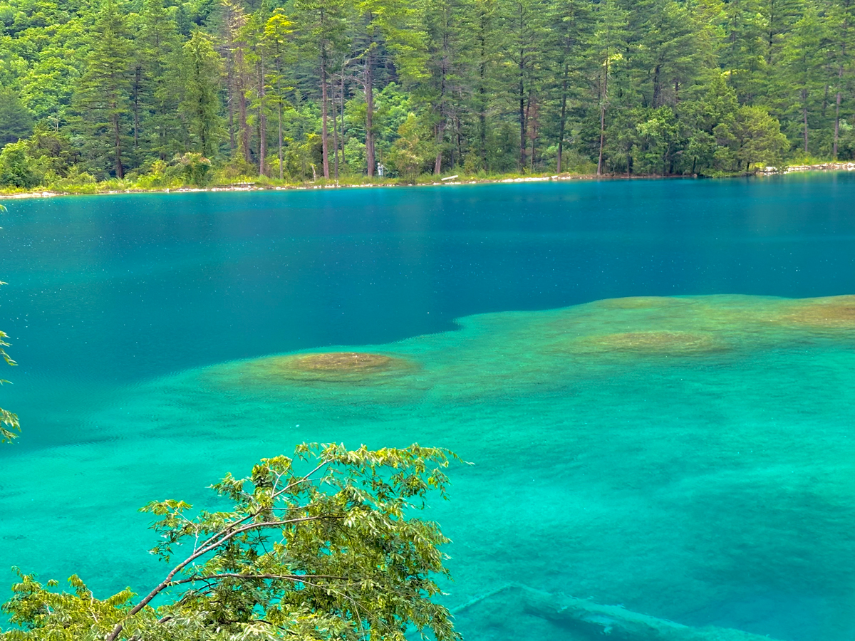 Turquoise lake surrounded by pine forest in Jiuzhaigou, Sichuan, China